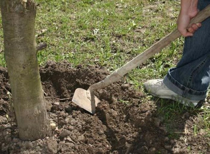 Loosening the soil under the tree