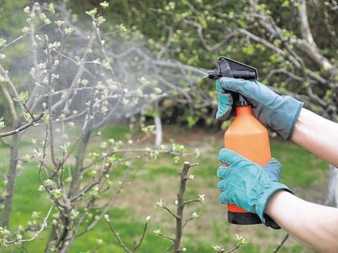 Spraying a tree