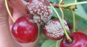 Gray rot on cherry fruits