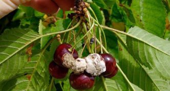 Cherry anthracnose