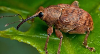 Weevil