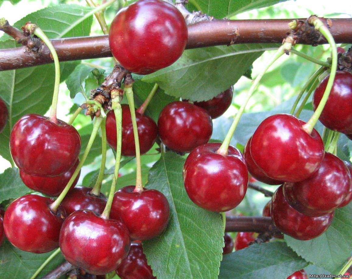 Cherry Turgenevka: description and characteristics of the variety, planting and care features with photos and reviews