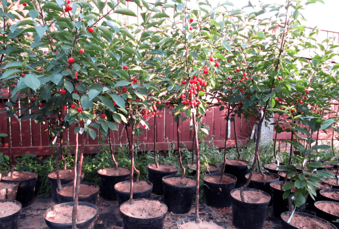 Cherry seedlings in pots