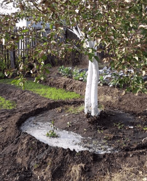 Cherries planted in an elevated area