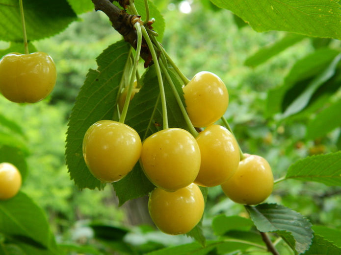 Sweet cherry Home garden yellow