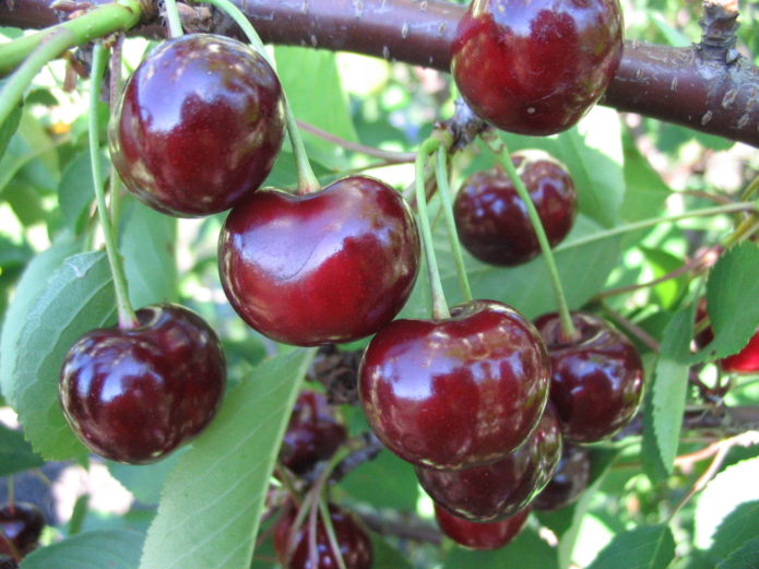 Cherries on a branch