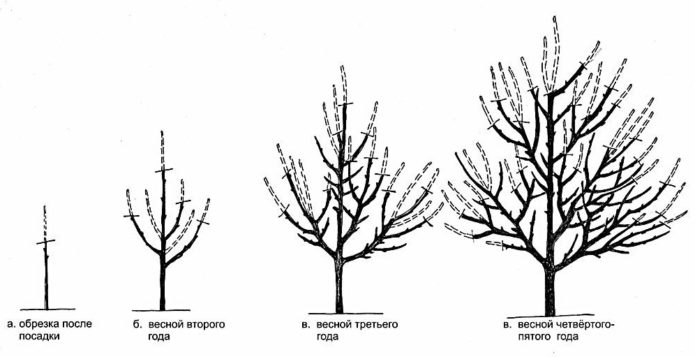 Scheme of the formation of a sparse-tiered crown