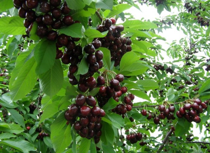 Cherry berries on branches