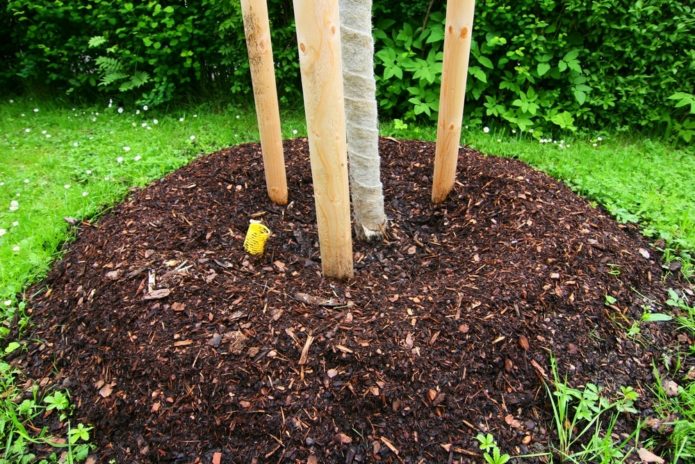 Mulching the trunk circle