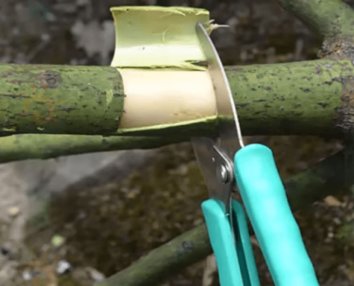 Banding a branch for planting flower buds