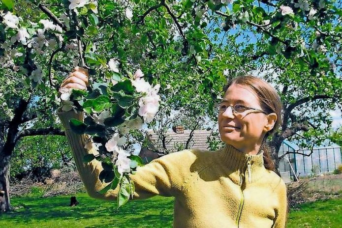 Blooming branch of cherry Podbelskaya