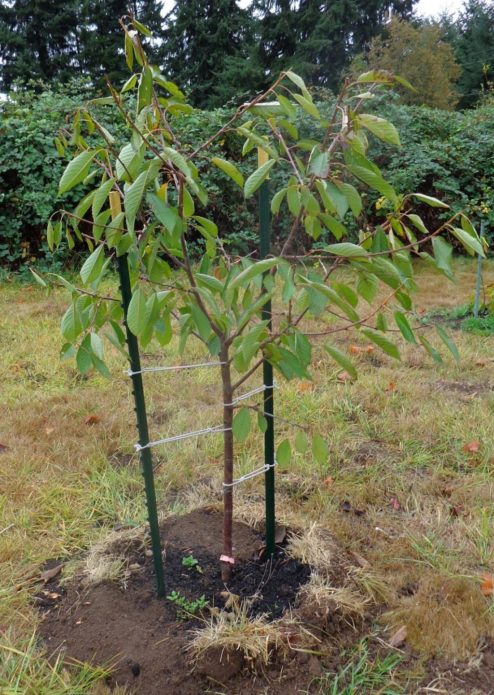 sapling cherry