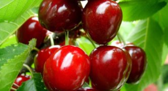 cherry variety Annushka