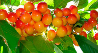 home garden cherry