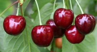 cherry variety Yaroslavna