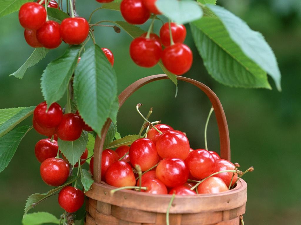 Popular cherry varieties suitable for growing in central Russia