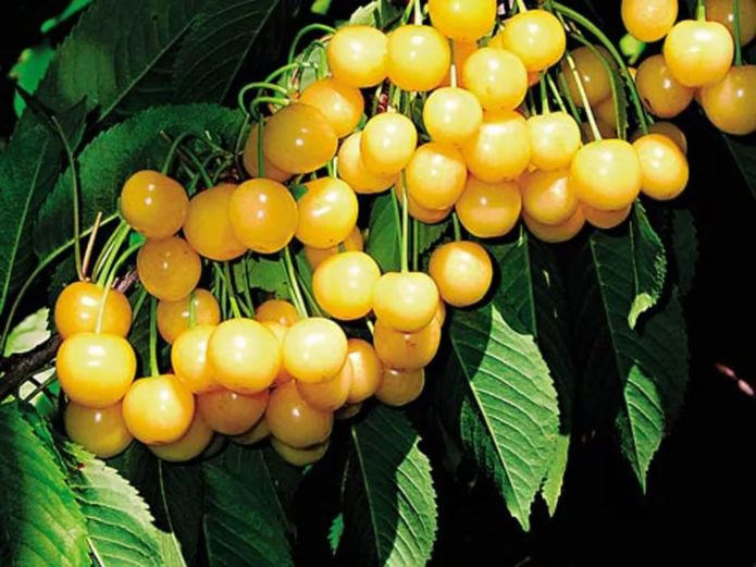 Cherry varieties Chermashnaya