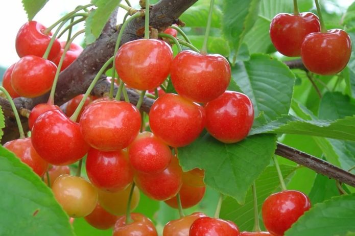 Sweet cherry varieties Bryansk pink