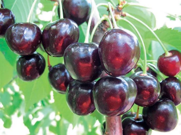 Sweet cherry varieties Iput