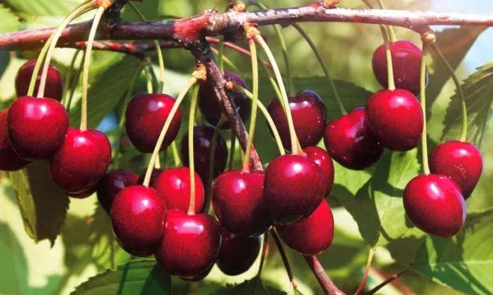 Cherry varieties Ovstuzhenka