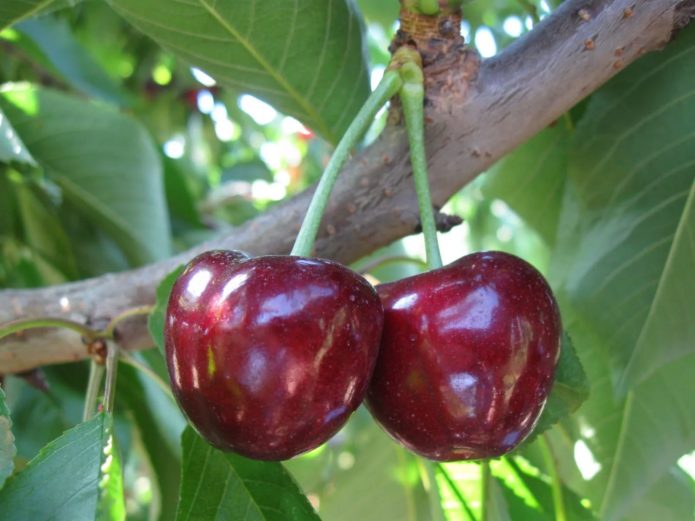 Sweet cherry varieties Bull heart