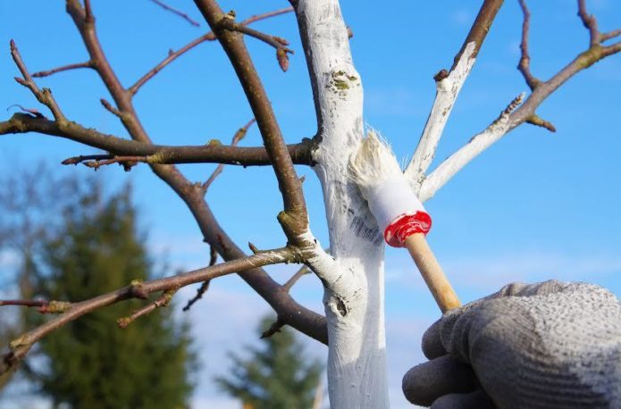 Whitewashing cherry tree trunk