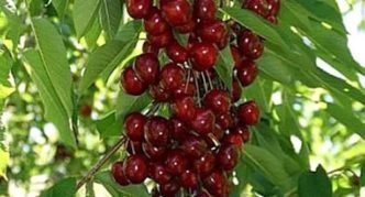 Cherry varieties Sylvia