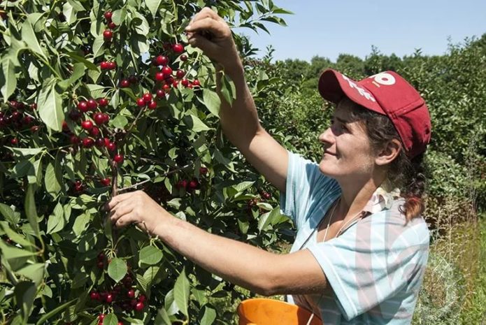 Woman picks cherries