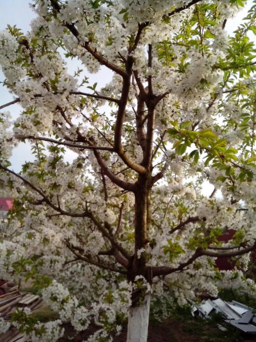 Blooming cherry Gostinets