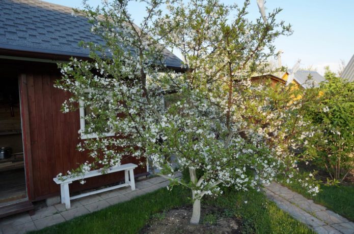 Low-growing varieties of cherries