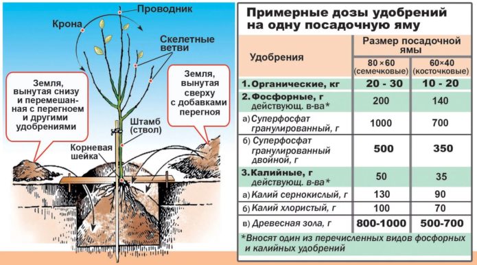 Fertilizers used for planting