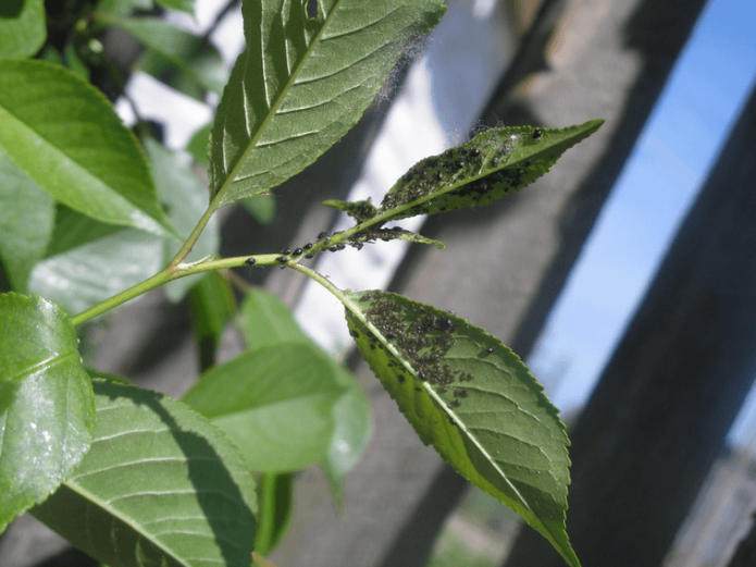 Aphids on cherry leaves