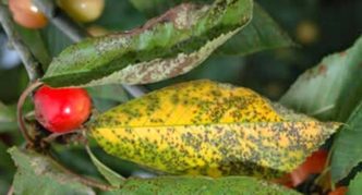 Leaves affected by coccomycosis