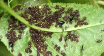 Cherry aphid on leaves