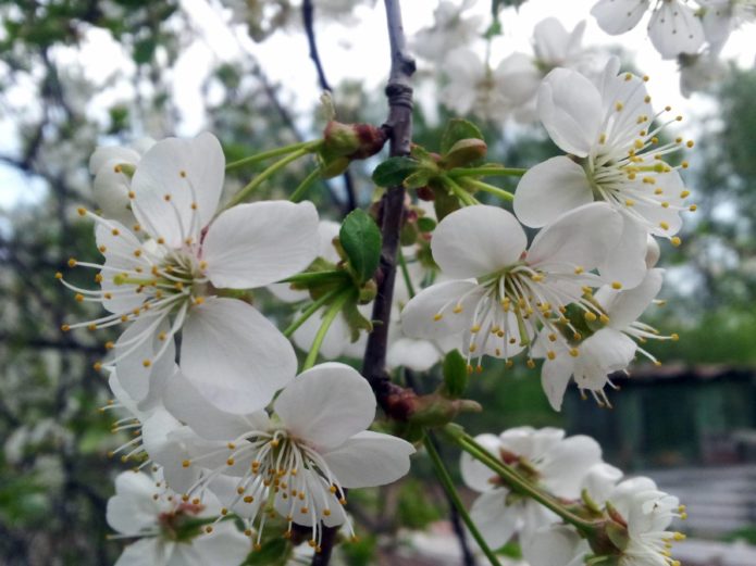 Delicate cherry blossoms