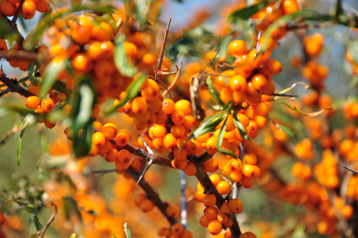 Altai sea buckthorn: a popular variety with delicious berries