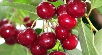 Cherry varieties Saratov baby