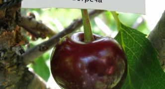 Cherry varieties Vstrecha