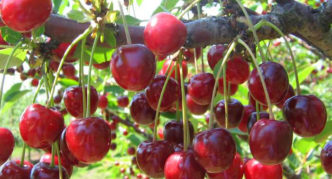 Cherry varieties in Memory of Yenikeev