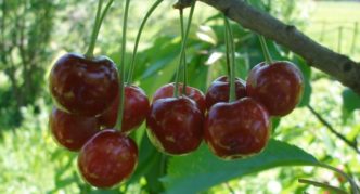 Cherry varieties Shpanka