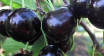 Cherry varieties Anthracite