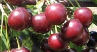 Cherry varieties Tamaris