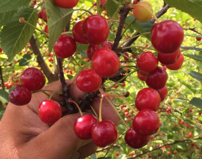 Belarusian cherry variety Vianok