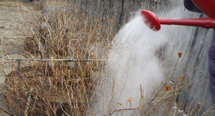 Watering currants with boiling water