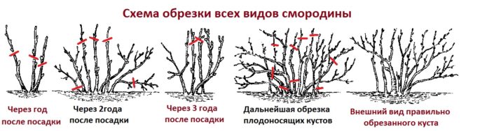 Common currant pruning