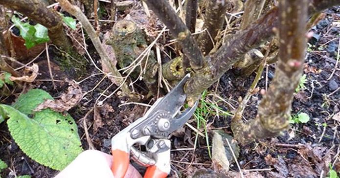 Pruning old currants