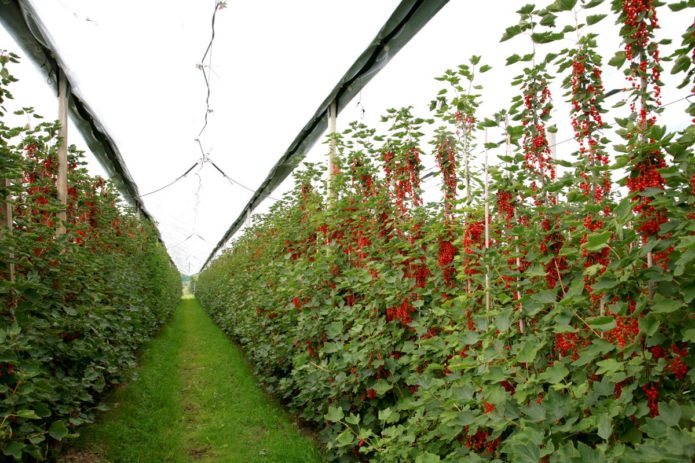 Growing currants using new technology