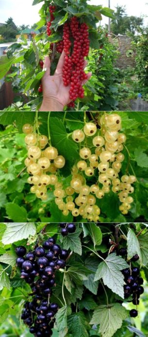 Red, golden and black currants