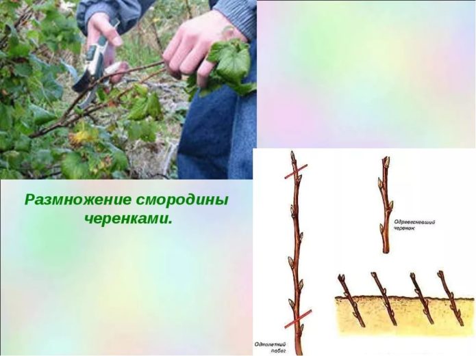 Propagation of currants by cuttings