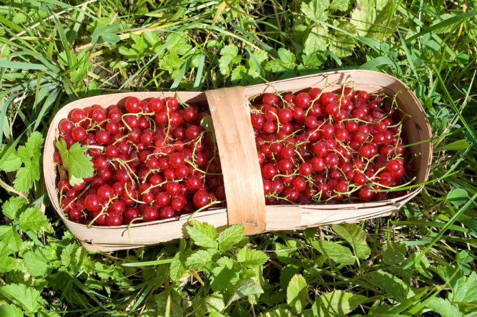 Red currant berries